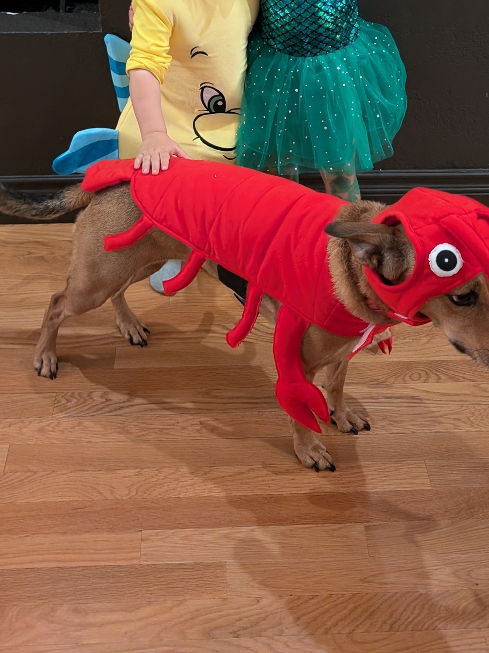 Red Lobster Dog Costume Hoodie - Frisco by Chewy